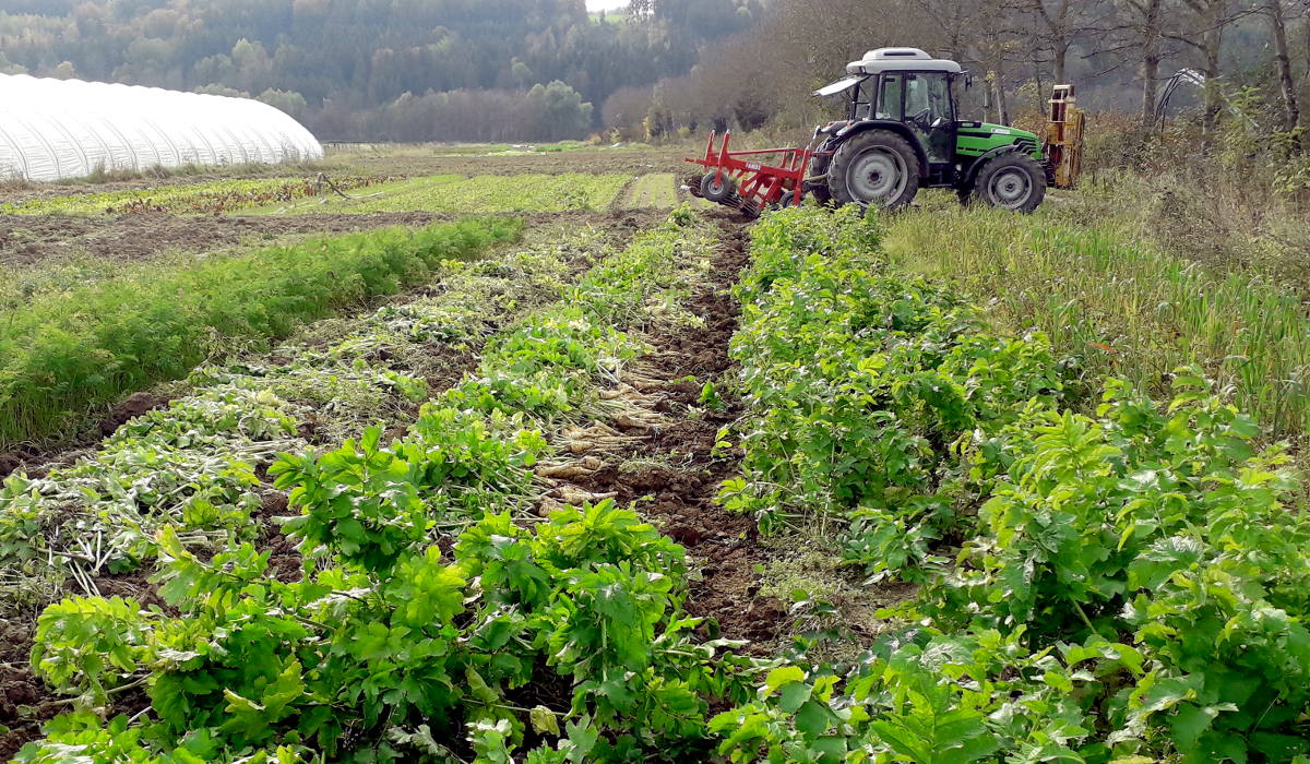 2018pastinakenernte_klein